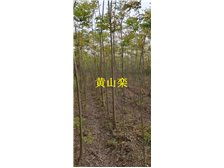 九江市林木種苗中心 打造綠色生態，引領優質樹木種植新篇章