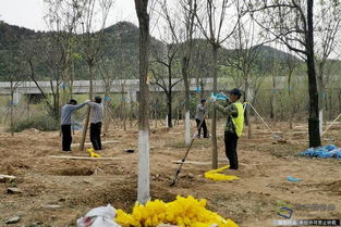 北京興延高速昌平段完成6600畝樹木栽植，構筑京北綠色生態走廊