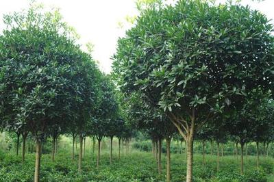 高價值樹木種植指南 選擇、策略與市場前景