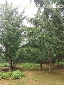 邳州市盛緣銀杏苗木種植專業合作社 熱賣促銷，優質銀杏苗木價格、廠家與供應商全方位解析