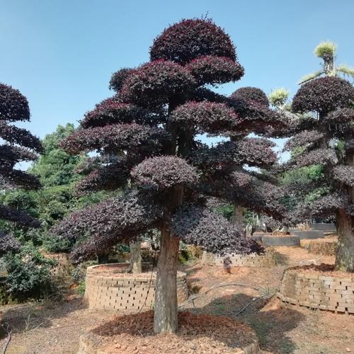 供應湖南花卉園林綠化苗木 造型紅繼木樁 優價出售 歡迎選購