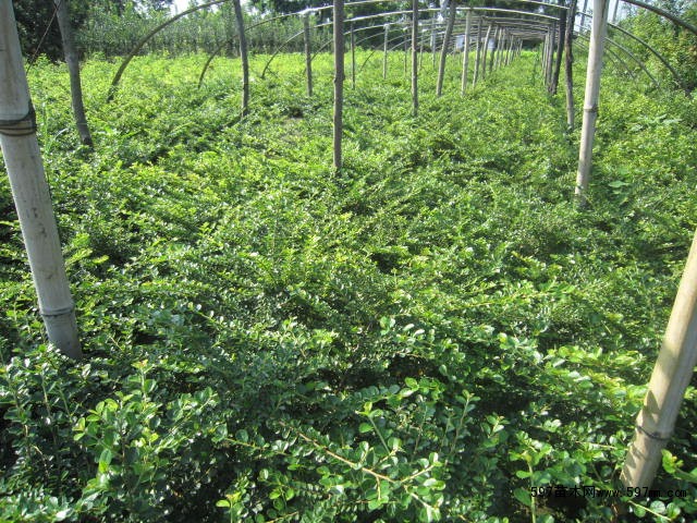 平枝荀子 30-50cm圖片|苗木|苗木圖庫(kù)|597苗木網(wǎng)