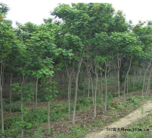 優(yōu)質(zhì)重陽(yáng)木(三葉樹)圖片|苗木|苗木圖庫(kù)|597苗木網(wǎng)