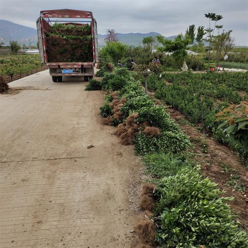 冬青苗基地,冬青基地在哪_綠化苗木_--西北苗木網
