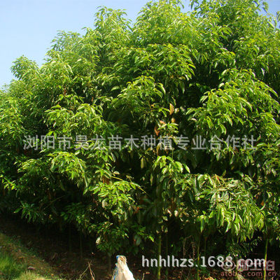 【湖南廠家供應香樟苗木常綠性香樟樹苗木量大從優】瀏陽市昊龍苗木種植專業合作社