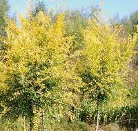 千頭椿,國槐等喬木基地苗木花卉基地網