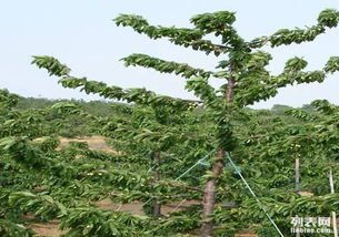 圖 四川重慶薩米脫車厘子樹苗 成都產品供應加工