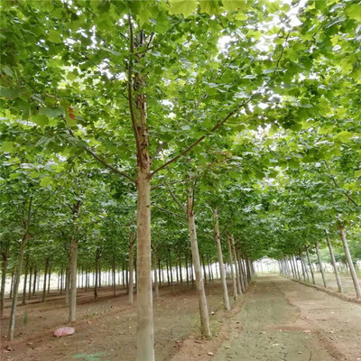 法桐基地 28公分法桐價格 9公分法桐價格
