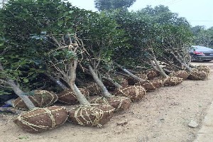 肥西園林綠化苗木產地,肥西園林