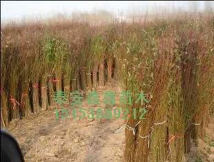 桃苗新的價(jià)格、現(xiàn)在的價(jià)格泰安鑫鑫苗木_農(nóng)副產(chǎn)品_世界工廠網(wǎng)中國產(chǎn)品信息庫