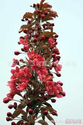 【批發(fā)西府海棠小苗北美海棠苗廠家直銷北美海棠綠化苗木】泰安高新區(qū)誠鑫源苗木基地 - 產(chǎn)品庫