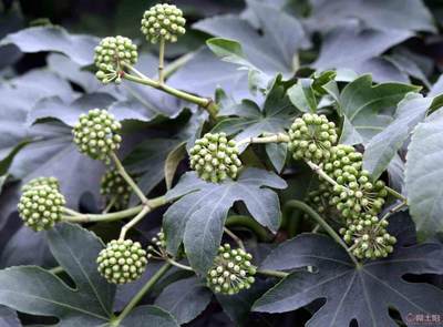 【農(nóng)戶銷售優(yōu)質(zhì)八角金盤、現(xiàn)挖現(xiàn)賣】綠化苗木,價(jià)格,廠家,供應(yīng)商,花木,龍海市東泗興輝園藝場 - 產(chǎn)品庫