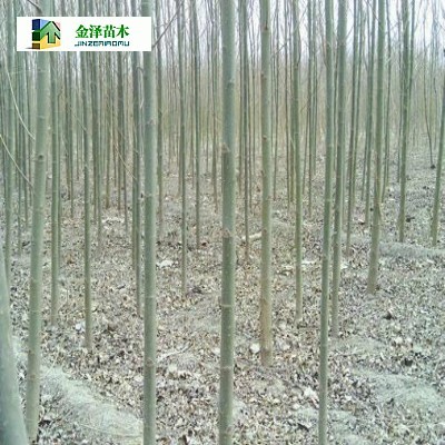 淮南速生柳遂寧速生柳煙臺速生柳_河北保定博野金澤綠化苗木基地_商國互聯(lián)網(wǎng)