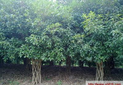 【大量桂花樹直徑15公分,價格優惠!】價格_廠家_圖片 -