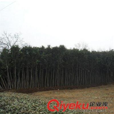 【大平原花木】供應高桿女貞苗木金葉女貞球金葉女貞價格批發樹苗圖片|【大平原花木】供應高桿女貞苗木金葉女貞球金葉女貞價格批發樹苗產品圖片由灌南縣大平原花木專業合作社公司生產提供-