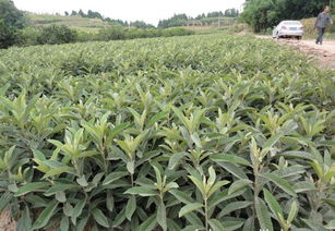 批發供應優質大五星枇杷苗.早鐘6號批杷苗價格 廠家 圖片