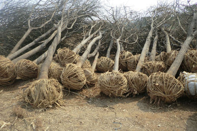 河北國槐樹國槐價格-城鎮(zhèn)綠化-供應(yīng)-山東盈通苗木基地-一畝田農(nóng)產(chǎn)品商務(wù)平臺