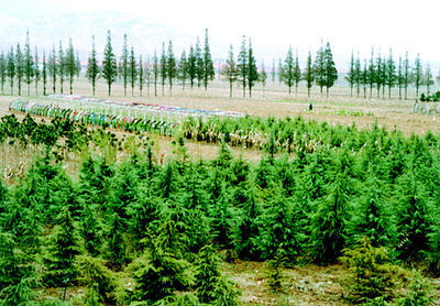 即墨鰲山衛(wèi)鎮(zhèn)秋冬時節(jié)大面積種植雪松、蜀檜等苗木,加速了公路沿線綠化進程。本報記者攝影報道(圖)