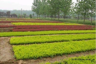 苗木播種育苗的發育特點及其管理