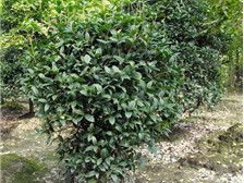 溫江鈞滔園林苗圃產品展示