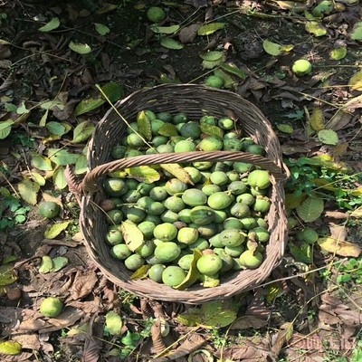 【晉香核桃苗新品種,晉龍核桃苗銷售廠家】泰安高新區(qū)旺運苗木中心 - 產品庫