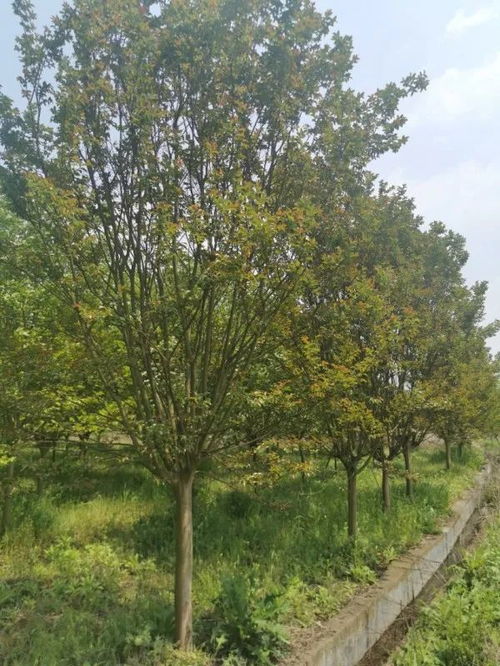 恭喜惠民園林入駐苗木通 李惠民 細分苗木用途,科學合理定價