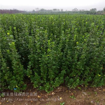 價格 廠家 中國供應商