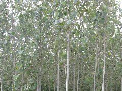 供應(yīng)毛白楊 自產(chǎn)苗木 價格最低_農(nóng)副產(chǎn)品_世界工廠網(wǎng)
