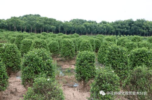 中花協(xié)綠化觀賞苗木分會赴嵊州進(jìn)行苗木產(chǎn)業(yè)調(diào)研