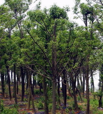 【紅果冬青供應(yīng)|經(jīng)營綠化苗木,承接綠化工程&hellip;蕭山寧圍苗木直銷商鋪