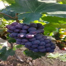 2019綠化苗木價(jià)格 報(bào)價(jià) 綠化苗木批發(fā) 第7頁(yè) 園林網(wǎng)