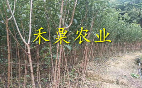 【云南曲靖特價(jià)李子苗供應(yīng)商__優(yōu)質(zhì)李子樹(shù)苗種植技術(shù)。】- 