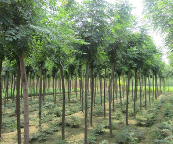 欒樹(shù)苗木采購(gòu) 永誠(chéng)園林 江西欒樹(shù)苗木