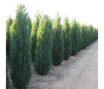 【供應(yīng)側(cè)柏樹(shù)苗/3米側(cè)柏樹(shù)苗價(jià)錢(qián)/山東側(cè)柏樹(shù)苗基地】泰安開(kāi)發(fā)區(qū)通達(dá)苗木繁育中心 - 產(chǎn)品庫(kù)