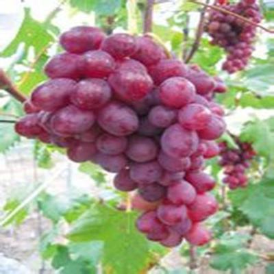 供應(yīng)【盧龍明杰葡萄木苗價(jià)格供應(yīng)貴州。】葡萄苗木廠家圖片_高清圖_細(xì)節(jié)圖-盧龍縣明杰葡萄樹(shù)苗種植場(chǎng) -