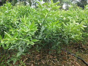 資陽金桔新品種 哪里能買到優惠的金桔苗