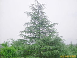 供應雪松,廣玉蘭,白玉蘭等綠化苗木 花卉世界網 中國最大花卉 苗木采購 苗木報價 苗木交易平臺