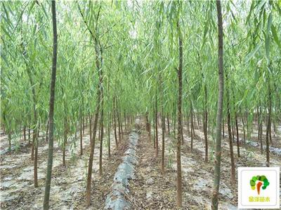 2公分柳樹價格3公分柳樹價格4公分柳樹價格_苗木產品圖片