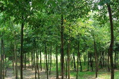 野生香樟|移栽骨架香樟-供應(yīng)香樟 -寧鄉(xiāng)縣光輝苗木場(chǎng) 產(chǎn)品展示(野生香樟、移栽骨架香樟、湖南綠化苗)-金泉網(wǎng)