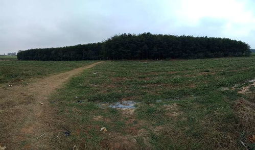 園林綠化苗木供應(yīng)