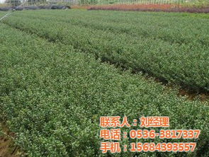 綠化苗木銷售 貴陽綠化苗木 華茂花卉苗木