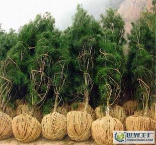 3.5米白皮松,苗木價格_3.5米白皮松,苗木廠家_世界工廠網產品信息庫