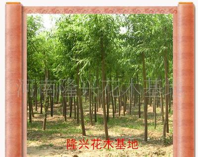 【打造價銷售花卉苗木一條龍服務(圖)大葉女貞】價格_廠家_圖片 -