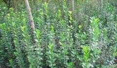 供應綠化苗木:北海黃楊、大葉黃楊、小葉葉黃楊、衛矛_農副產品_世界工廠網中國產品信息庫