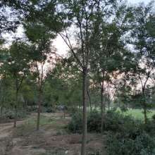 2019綠化苗木價(jià)格 報(bào)價(jià) 綠化苗木批發(fā) 第29頁 園林網(wǎng)