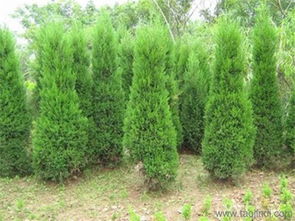優(yōu)質(zhì)松柏首推沭陽可誠(chéng)苗木,刺柏