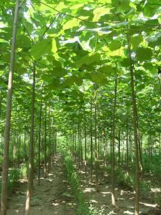 泰安苗木樹型及葉形優(yōu)美_農(nóng)副產(chǎn)品_世界工廠網(wǎng)