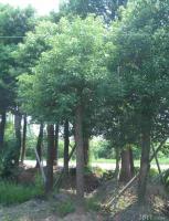 2公分法桐樹價格法國梧桐苗[供應(yīng)]_綠化苗木_世界工廠網(wǎng)中國產(chǎn)品信息庫