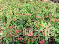 【泉州室內綠化盆栽虎刺梅、質優價廉】綠化苗木,價格,廠家,供應商,花木,龍海市東泗興輝園藝場 - 產品庫