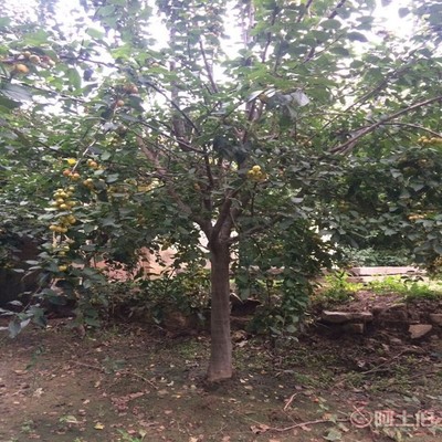 【誠信經營海棠苗廠家西府海棠的用途】泰安高新區旺運苗木中心 - 產品庫